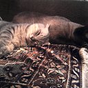 ���� �������, ���������, 32 ���� - ��������� 5 ��� 2011 � ������ ���� ���������*�