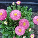 ���� ����)), �����, 40 ��� - ��������� 20 ������ 2009 � ������ ���� �����)�