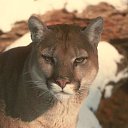 ���� �������, ������������, 52 ���� - ��������� 20 ����� 2011 � ������ ���� ����������