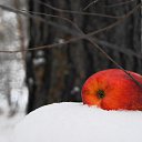 On the white blanket of November... �� ����� ��������� ������... �� ������� �������