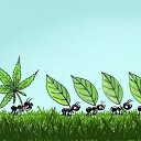 ���� Massif, ������, 40 ��� - ��������� 12 ������ 2010