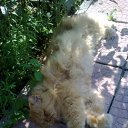 ���� �����, ����, 41 ��� - ��������� 31 ������� 2010 � ������ ��������� ��������