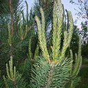 ���� ����@, ��������, 62 ���� - ��������� 29 ��� 2010 � ������ ��������� �������