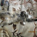 ���� ����, ������, 36 ��� - ��������� 13 �������� 2011