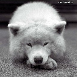 ����, ������