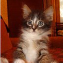 ���� ������, ���������, 61 ��� - ��������� 3 �������� 2011 � ������ ���� ����������