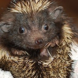 Timur, �������, 34 ����