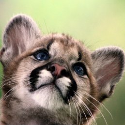 ���� ˸��, �����, 36 ��� - ��������� 11 �������� 2011