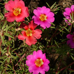 ���� ����� ~������~, �������� - ��������� 15 ������� 2010