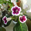 Avanti viol &amp; white �� ������� ���� ���������