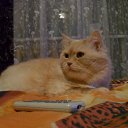 ���� ))