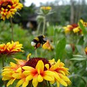 ���� ����), ���������� - ��������� 8 ������� 2009 � ������ �@}-}--�