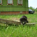 ���� K��k�, ������ ��������, 35 ��� - ��������� 3 ������� 2010 � ������ �my Cat�