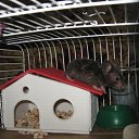 ���� (=����������=), ������, 31 ��� - ��������� 9 ������ 2012 � ������ �������(����) ��� ���� R.I.P.�