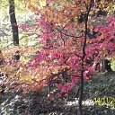  , , 56  -  15  2010     2010