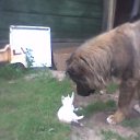  Vytautas, , 66  -  15  2010   foto