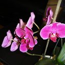 ���� ���� (���������� ������ � ������� �������), ������, 70 ��� - ��������� 4 ������� 2011 � ������ ���� ������