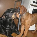  , Ѹ!!!, , 38  -  14  2011   