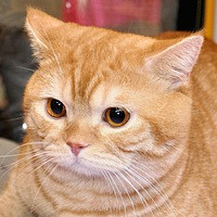 ���� ��������, �����������, 52 ���� - ��������� 14 ������� 2011