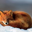 ���� "@����", �����-���������, 25 ��� - ��������� 6 ���� 2010 � ������ ��������-���������