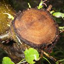 ���� �������, �������, 44 ���� - ��������� 6 ���� 2012 � ������ ��������� ����� ����.�