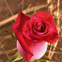 ���� Jamilya, ������� - ��������� 16 ������ 2013 � ������ ���� ����������