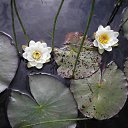  , , 62  -  29  2011    -