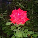 ���� ����, ������, 51 ��� - ��������� 6 �������� 2011