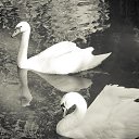 ���� ���� ���, ��������, 54 ���� - ��������� 23 ���� 2013 � ������ �1�