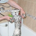 ���� ������, ����������, 40 ��� - ��������� 25 ����� 2010 � ������ �����������