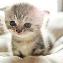 ���� ���, ����, 44 ���� - ��������� 10 ������� 2012 � ������ �������