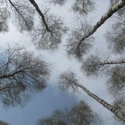 ������� ����������, ������ ��������, 42 ����