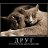 ���� Angel, ���������, 39 ��� - ��������� 3 ������ 2010