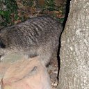 ���� �����, �����, 30 ��� - ��������� 29 ������� 2011 � ������ ����� � ����