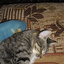 ���� �������, �����-���������, 39 ��� - ��������� 11 �������� 2012 � ������ �������