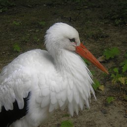 ���� ����, ����, 57 ��� - ��������� 31 ������� 2012