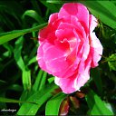 ���� Anastasiya, ��������������, 31 ��� - ��������� 16 ���� 2010 � ������ �[��� ����� �������]�