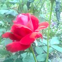 ���� ����, ��������, 49 ��� - ��������� 4 ���� 2011 � ������ �RoadKing�