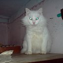 ���� ����, �����, 53 ���� - ��������� 26 ������� 2011