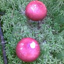 ���� ����, �����-���������, 55 ��� - ��������� 15 �������� 2010 � ������ ���� ����� 2010�