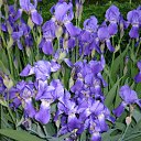 ���� ����@, ��������, 62 ���� - ��������� 29 ��� 2010 � ������ ��������� �������