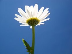 ���� (� �������), ��������, 64 ����