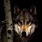 ���� Mr.wolf, �������, 39 ��� - ��������� 2 ���� 2010