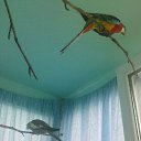 Фотография пользователя Любовь, Минск, 40 лет добавлена 24 июля 2009 в альбом «Мои попугаи» Фото Любовь, Минск, 40 лет - добавлено 24 июля 2009 в альбом «Мои попугаи»