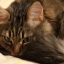 ���� �������, �����-���������, 46 ��� - ��������� 4 ������� 2012