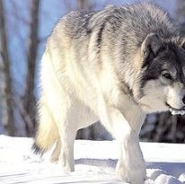 ����, �������, 54 ����