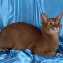 ���� �������, ������, 68 ��� - ��������� 16 ������� 2010 � ������ �������