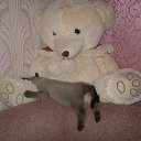 ���� ����, �����-���������, 59 ��� - ��������� 3 ���� 2013 � ������ ����� ��� ������������