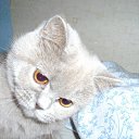 ���� �������, �����, 35 ��� - ��������� 7 ������� 2009 � ������ ���� �������� ��������