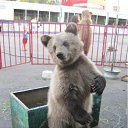 ���� �����, ��������� - ��������� 15 ����� 2012 � ������ ������